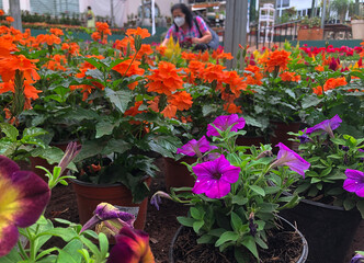 semi-tropical garden flowers