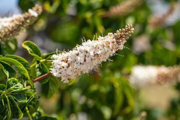 Horse chestnut blossoms with white flowers, close-up