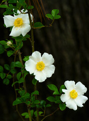 Obraz premium Three white Cherokee Roses with dark green shiny leaves climbing a pine tree are an important food source for early spring pollinators in a flatwood habitat