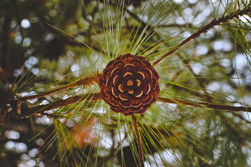 Piña de pino en forma de rosa natural, madera, fruto seco, ramas colgando, otoño