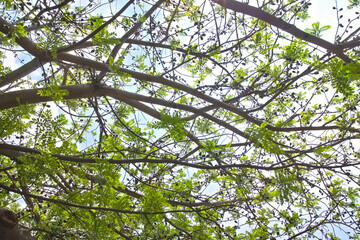 Árbol de ciruelas verde, frondoso, tupido fruto, luz del sol, día, árbol de frutos