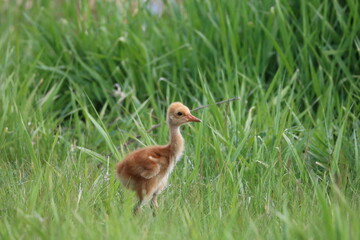 Sandhill Crane Colt Baby Bird