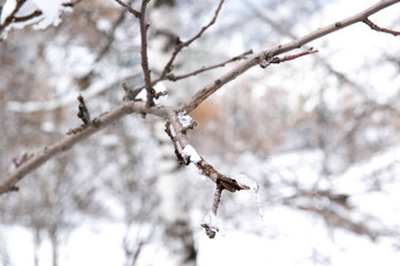 bare tree branches in the snow on the eve of spring
