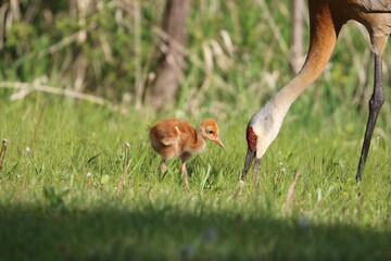 Sandhill Crane Colt Baby Bird