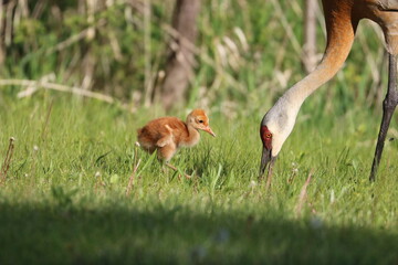 Sandhill Crane Colt Baby Bird