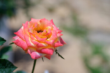 Close-up roses  flower with blurred nature background in the outdoor garden.