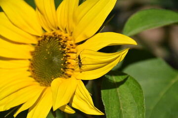 sunflower on a green background