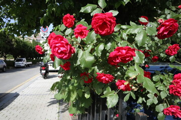 Fototapeta na wymiar BEAUTIFUL RED ROSE FLOWER