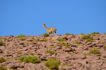 San Pedro de Atacama, Chile