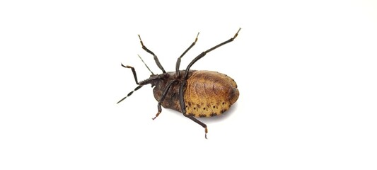 Green bug | Green bug | Stink bug, stink beetle, white background