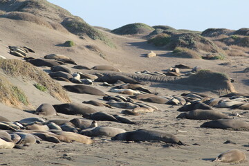 California Seals