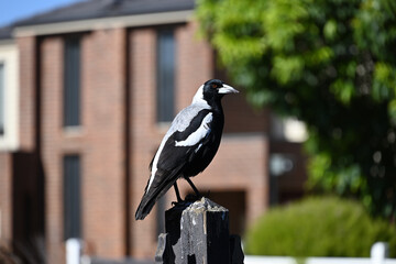 A side-on shot of an Australian magpie, perched atop a dirty and worn fence post, on a suburban street with houses and trees in the background
