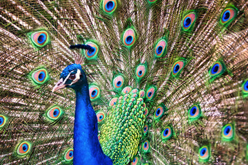 Fototapeta na wymiar A close up of a beautiful peacock with his tail feathers spread.