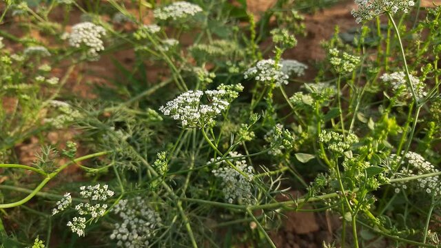 Closeup ajwain flower. Ajwain, ajowan or Trachyspermum ammi also known as ajowan caraway, thymol seeds, bishop's weed, or carom is an annual herb in the  Apiaceae family. cultivated ajwain spice.