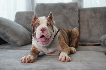 happy Chocolate Merle Dog    sitting on a chair in the house.