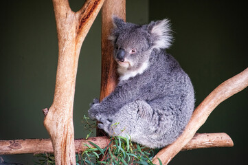 Koala in Australia