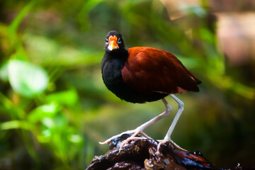 Tropical wetland bird wattled jacana sitting on floating branch in shallow lake..