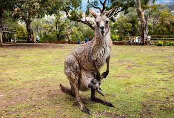 kangaroo in Australia