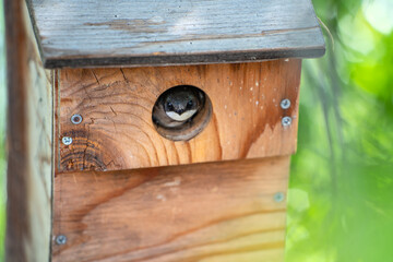 A tree swallow peeks out of its birdhouse