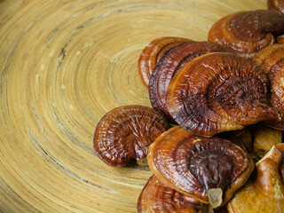 The  lingzhi mushroom image close up for alternative medicine or medical and health  concept..
