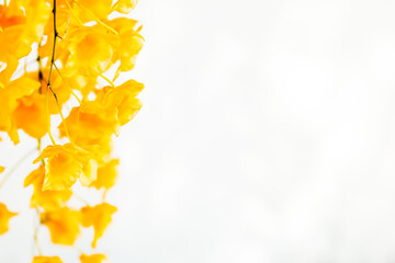 Close up Dendrobium lindleyi Steud and white space , Chiangmai Thailand