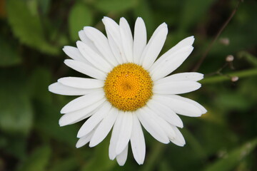 Obraz premium Chamomile flower