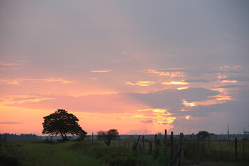 sunset over the field