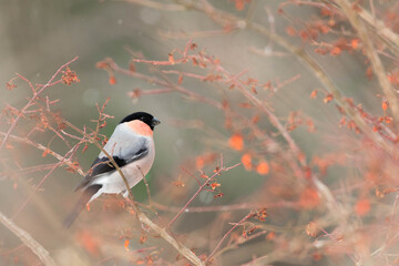 ウソ　野鳥（北海道）