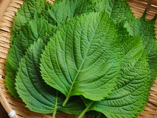 한국의 신선한 유기농 채소 깻잎 
