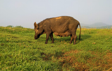 Fototapeta na wymiar wild pig walking on a beautiful grassy land