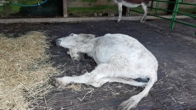 Very old donkey sleeping in a stable, this donkey is 38 years old!