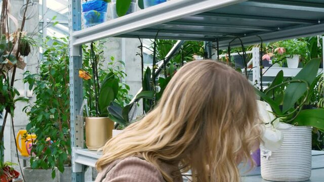 A woman with blond hair chooses an indoor flower with white buds, looking for information about it on the Internet. There are many green flowers on the shelves of the greenhouses. Sale of plants.