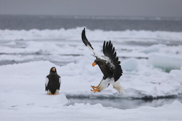 知床半島の流氷とオオワシ（北海道羅臼沖） © Shiretoko Dream