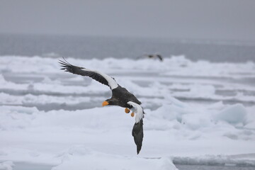 知床半島の流氷とオオワシ（北海道羅臼沖）