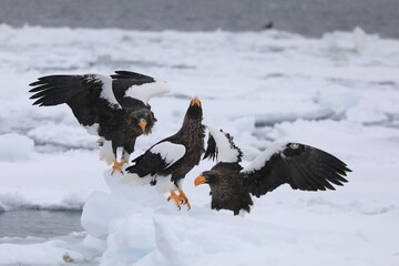 知床半島の流氷とオオワシ（北海道羅臼沖） © Shiretoko Dream