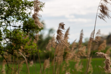 reed in the wind