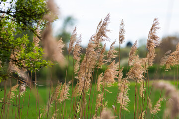 grass and sky