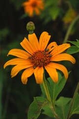 orange flower in the garden 