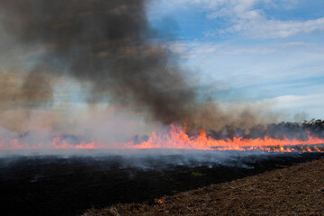 fire in the field