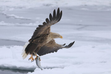 知床半島の流氷とオジロワシ（北海道羅臼沖）
