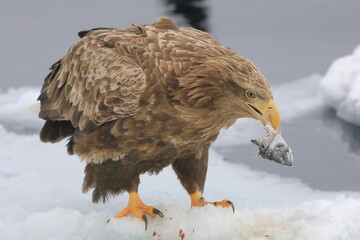 知床半島の流氷とオジロワシ（北海道羅臼沖） © Shiretoko Dream