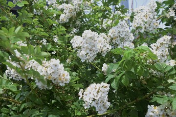 Japanese rose (Rosa multiflora). Rosaceae  deciduous vine shrub.
