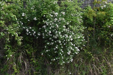 Japanese rose (Rosa multiflora). Rosaceae  deciduous vine shrub.

