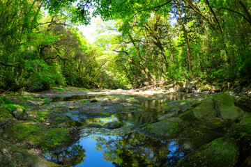 5月新緑の菊池渓谷【熊本県菊池市】