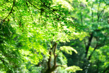 5月新緑の菊池渓谷【熊本県菊池市】