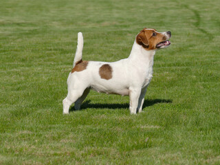 Jack Russell Terrier Close Up.