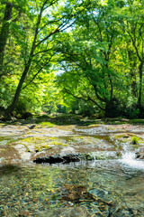 Obraz premium 5月新緑の菊池渓谷【熊本県菊池市】