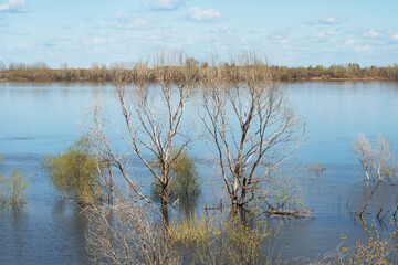 Spring flood of the Volga River and flooded trees, beautiful natural landscape.