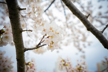 春 桜 桜道 散歩 ランニング 気分転換 新生活 菜の花