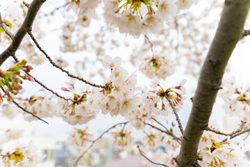 春 桜 桜道 散歩 ランニング 気分転換 新生活 菜の花